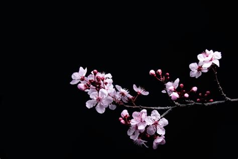 cherry blossom black background|cherry blossom dark background.